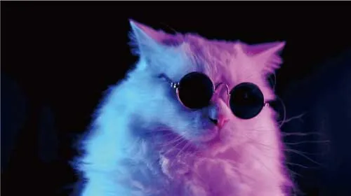 授業の例:サングラスをかけた猫の画像